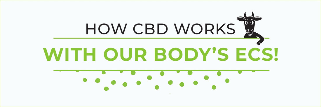 HOW CBD WORKS WITH OUR BODY’S ECS!